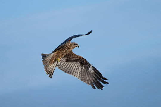 Black Kite or Yellow-billed Kite (Milvus migrans) soaring in search of food, often seen scavenging near urban areas.