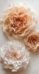 Three large,  soft,  beige/peach flowers
