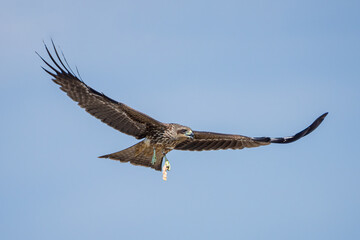 Black Kite or Yellow-billed Kite (Milvus migrans) soaring in search of food, often seen scavenging near urban areas.