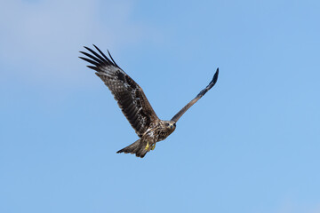 Black Kite or Yellow-billed Kite (Milvus migrans) soaring in search of food, often seen scavenging near urban areas.