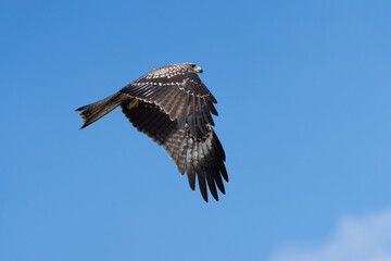 Black Kite or Yellow-billed Kite (Milvus migrans) soaring in search of food, often seen scavenging near urban areas.