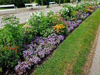 annual flowerbed in a formal park of rectangles in lawn. perfect connected flower bed at pedestrian zone with benches white and purple flowers very colorful, staircase, wall, slope concrete, purple, 
