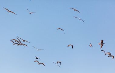 A flock of seagulls flying in the sky