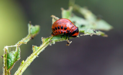 Colorado potato beetle eats leaves. Macro