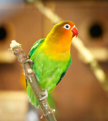 A green and yellow bird perched on a branch