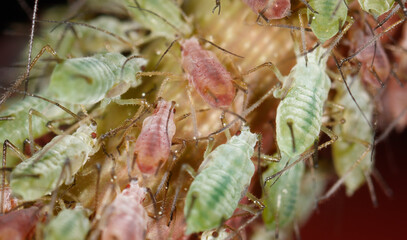 Aphids on a plant stem in nature