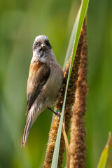 Ukrainian Penduline Tit (Remiz pendulinus) perched on a cattail in wetland habitat