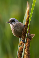 Ukrainian Penduline Tit (Remiz pendulinus) perched on a cattail in wetland habitat