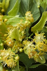 Vertical view of aroma flowers fragrant linden on a biege surface. horizontal 
