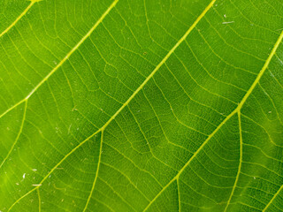 Teak leaf surface texture stock photo 