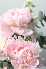 aromatic peonies, close up