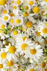 Fototapeta premium Close-up of beautiful bouquet of daisies 