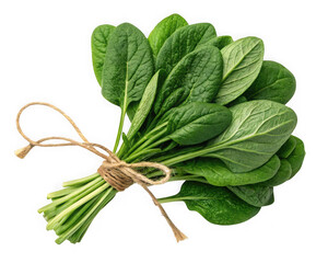 Fresh spinach bunch tied with twine isolated on transparent background
