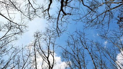 Skyward Gaze: A striking, low-angle perspective captures bare branches reaching towards a dynamic, cloud-filled sky, creating a scene of quiet, stark beauty.