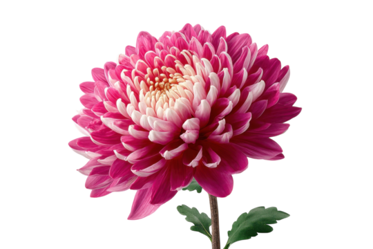 Beautiful Pink Mum Flower Blossom Isolated on Black Background Chrysanthemum Botanical Floral on transparent background