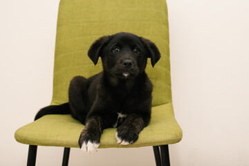 Black Puppy Sitting On Green Chair