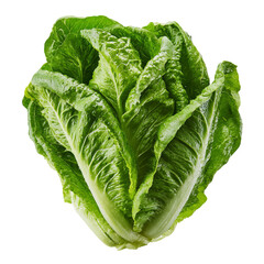 Obraz premium Png of Fresh green romaine lettuce with crisp, vibrant leaves, perfect for salads and healthy meals.