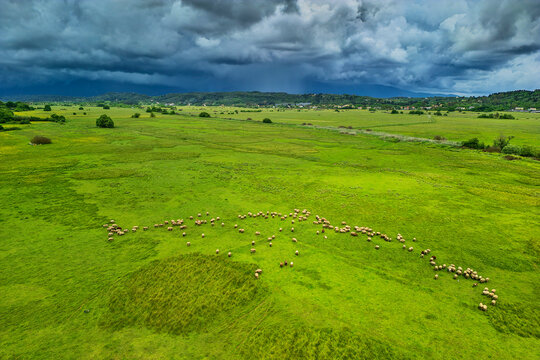 Sheep grazing in Ropa valley landscape Corfu Greece under a cloudy sky