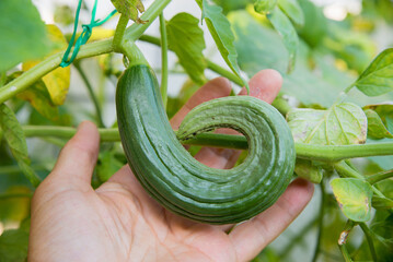 female hand shows crooked snake cucumber in greenhouse