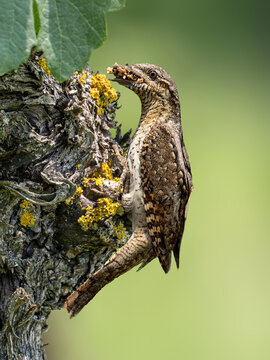 Wryneck perched on tree trunk in spring with green background