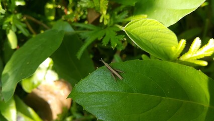 A young image of brown grasshopper is standing on a leaf. Shot in jungle. Perfect for documentaries about tropical rainforests and World Environment Day on June 5th.