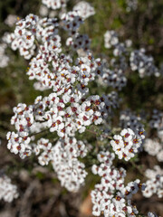 Tiny white flowers of the Wild Rosemary (Eriocephalus africanus) plant outside in the sunlight. Portrait oorientation.