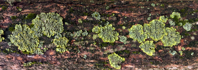 Panoramic Texture of Dark Tree Bark with Patches of Bright Green Lichen
