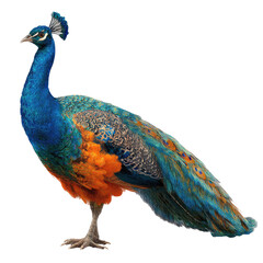 Obraz premium Vibrant peacock, profile view. Colorful plumage, blue, green, orange, and grey feathers. Standing bird, detailed features