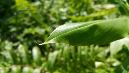 closeup nature view of green leaf background. Flat lay, dark nature concept, tropical leaf. Perfect for documentaries about tropical rainforests and World Environment Day on June 5th.