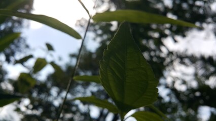 Fototapeta premium closeup nature view of green leaf background. Flat lay, dark nature concept, tropical leaf. Perfect for documentaries about tropical rainforests and World Nature Conservation Day on July 28th.
