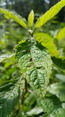 closeup nature view of green leaf background. Flat lay, dark nature concept, tropical leaf. Perfect for documentaries about tropical rainforests and World Nature Conservation Day on July 28th.
