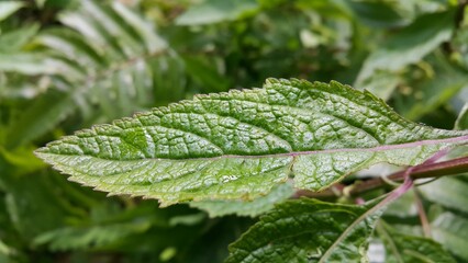 closeup nature view of green leaf background. Flat lay, dark nature concept, tropical leaf. World Environment Day on June 5th. green leaf with dew drops