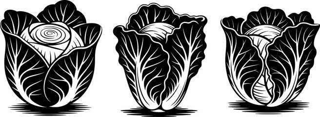 Round leafy cabbage, textured autumnal style, bold black and white vector illustration, smooth lines, sharp edges, minimal outlines on pure white background for food, agriculture, and seasonal designs