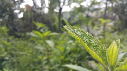 closeup nature view of green leaf background. Flat lay, dark nature concept, tropical leaf. Perfect for documentaries about tropical rainforests and World Nature Conservation Day on July 28th.