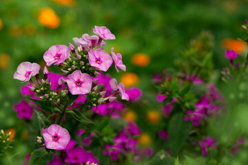 Branch with purple flowers phlox. Flowers in summer on a green background.
