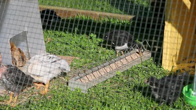 Tr&egrave;s jeunes poulets dans une cage en ext&eacute;rieur au soleil. Ils mangent, cours dans l'herbe. Leur abri est une boite plastique.