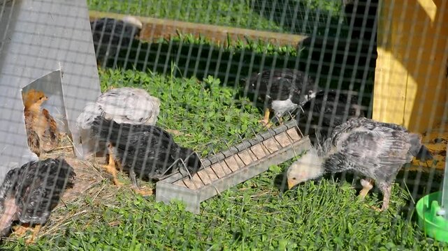 Tr&egrave;s jeunes poulets dans une cage en ext&eacute;rieur au soleil. Ils mangent, cours dans l'herbe. Leur abri est une boite plastique.