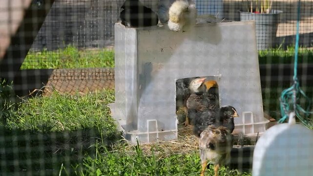 Tr&egrave;s jeunes poulets dans une cage en ext&eacute;rieur au soleil. Ils mangent, cours dans l'herbe. Leur abri est une boite plastique.
