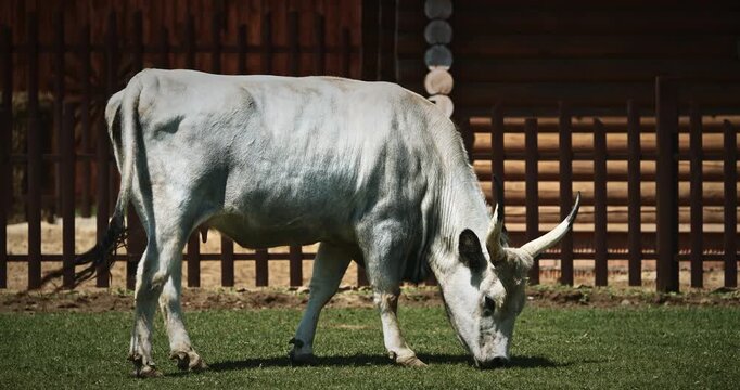 Hungarian Grey Steppe calf. Podolic cattle characterised by long lyre-shaped horns and a pale grey coat. Hungarian Grey cow grazing in livestock farm