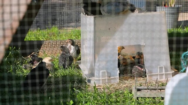 Tr&egrave;s jeunes poulets dans une cage en ext&eacute;rieur au soleil. Ils mangent, cours dans l'herbe. Leur abri est une boite plastique.