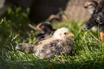 Très jeunes poulets dans une cage en extérieur au soleil. Ils mangent, cours dans l'herbe. Leur abri est une boite plastique.