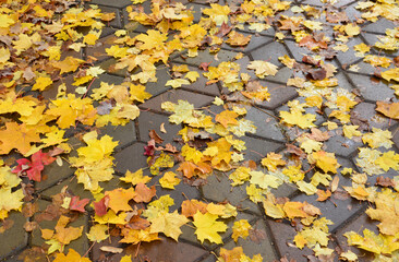 Fallen Autumn maple Leaves on tiled pavement