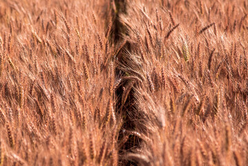 Fascinating landscape with wheat field (harvest, abundance, prosperity, wealth - concept)