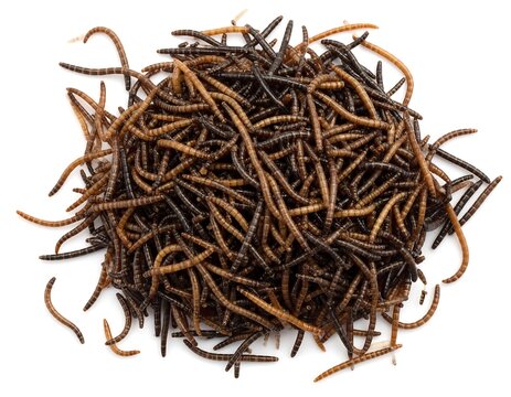 Pile of segmented worms