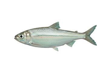 Fototapeta premium A single alewife fish swims gracefully through the clear water, showcasing its silver scales and streamlined body isolated on transparent background
