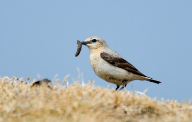 Traquet motteux, mâle,Oenanthe oenanthe, Northern Wheatear