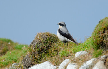 Traquet motteux, mâle,Oenanthe oenanthe, Northern Wheatear