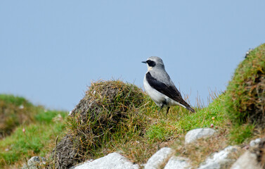 Traquet motteux, mâle,Oenanthe oenanthe, Northern Wheatear