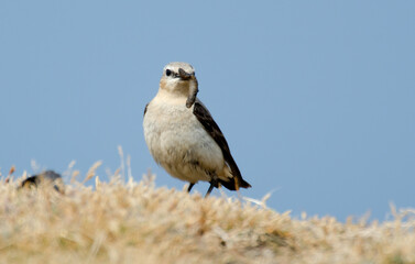 Traquet motteux, mâle,Oenanthe oenanthe, Northern Wheatear