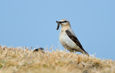 Traquet motteux, mâle,Oenanthe oenanthe, Northern Wheatear